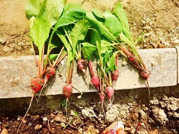 Beat365中文官方网站||管理学院||以劳育人树新风 筑梦青春共成长