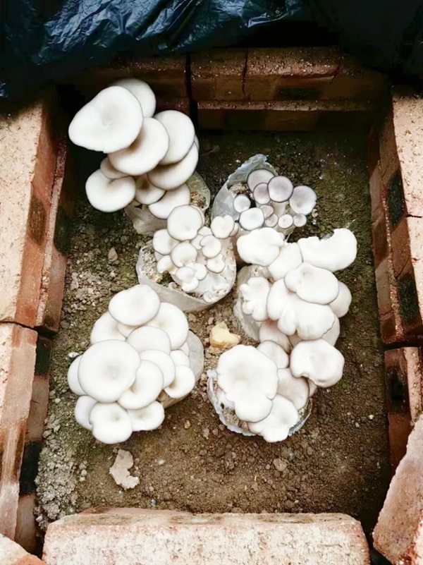 Beat365中文官方网站||管理学院||以劳育人树新风 筑梦青春共成长