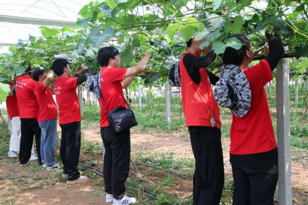 【青春聚力，实践砺行】劳动砺心智，实践育新人——经济学院走进盛尧都市生态农场，开展劳动教育实践活动