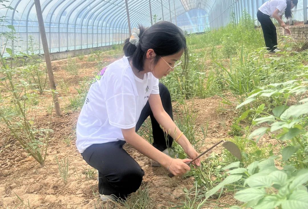 暑期社会活动实践（二）：保定市满城漕河沐阳农业生态园授牌活动
